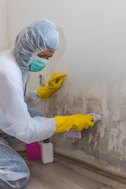 Environmental Consulting for Mold Prevention in Edgewood, MD